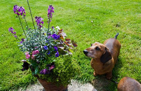 Believe it or not, this healing medicinal plant can be dangerous to your dog. The 11 Most Poisonous Plants for Dogs | Rover
