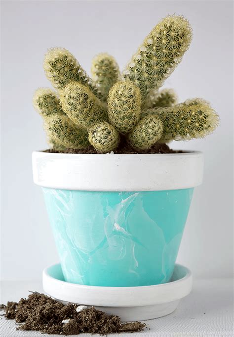 You can put cacti in regular potting soil. How To Care For Cactus Houseplants - A Pretty Fix