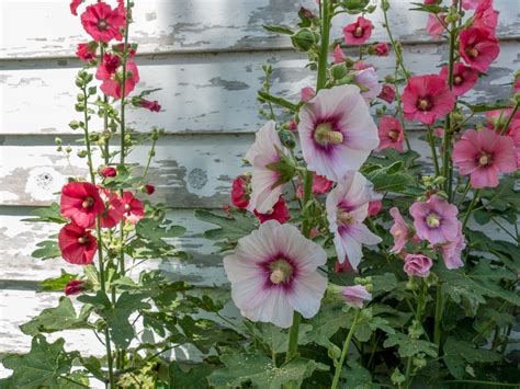 Hollyhock Chaters Double Mix Hometown Seeds Container Gardening