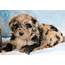 Gringo  Aussiedoodle Puppy For Sale Keystone Puppies
