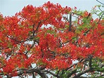 Flor de Fuego, El Salvador | Flowering Trees