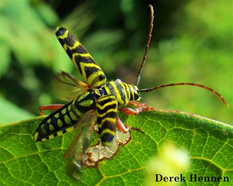 Normal Biology If It Looks Like A Wasp Its A Beetle