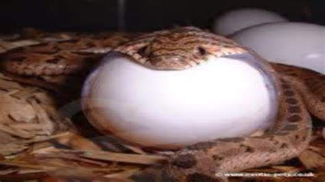 Poisonous Snakes Give Birth Larger Than Eggs Youtube