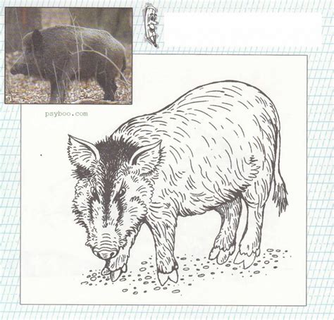 Realistic Wild Boars Coloring Sheet ⋆ Free Forest Animals Printables In