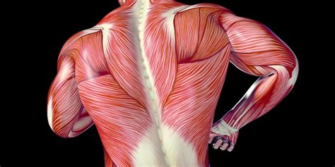 A New Way To Stretch Top Benefits Of Fascial Stretch Therapy