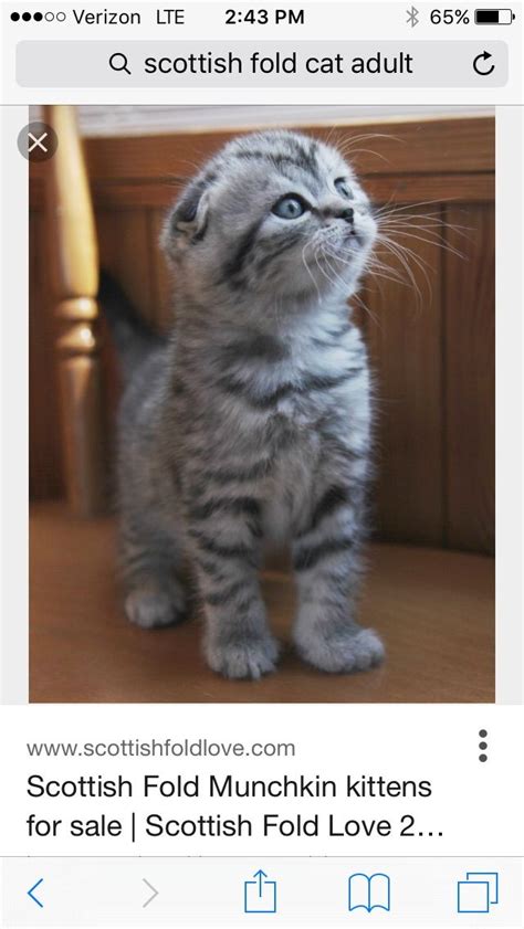 Maybe you would like to learn more about one of these? Aww! A Scottish fold war cats | Scottish fold kittens, Cat ...