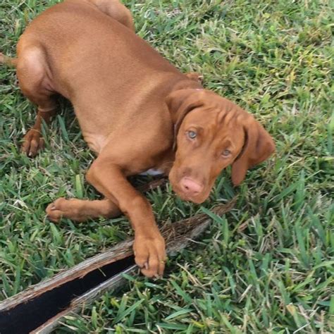 Stay updated about vizsla puppies for sale. Vizsla puppy dog for sale in Deltona, Florida
