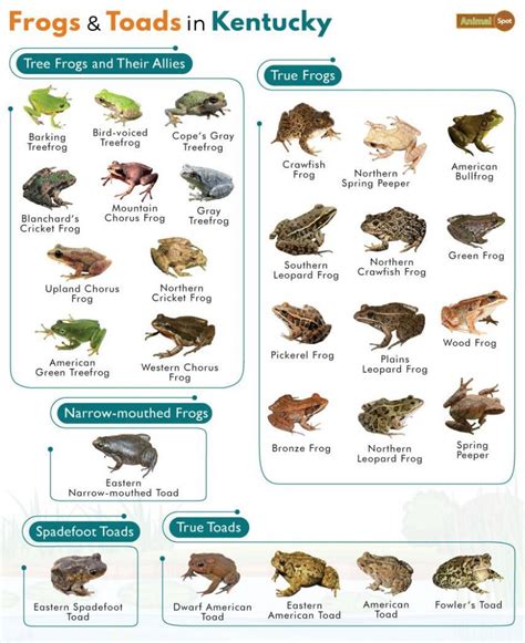 6 Types Of Tree Frogs Found In Kentucky Id Guide Nature Blog Network