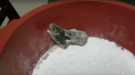 Hamsters Acasalando No Pó De Banho Youtube