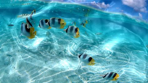 Tropical Water Wallpapers Top Free Tropical Water Backgrounds