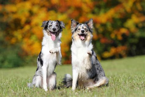 Is The Blue Merle Border Collie Right For You Bordercolliehealth