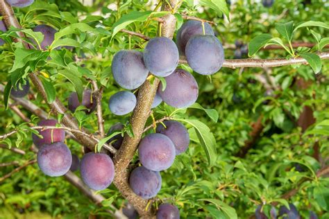 Tips And Information About Plum Trees Gardening Know How