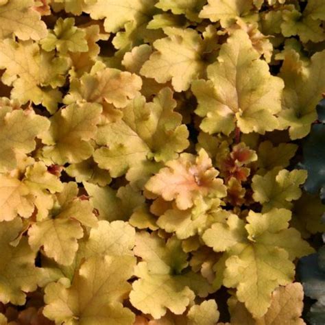 This plant is no longer for sale directly from terra nova® every revolution starts with a single player, and 'amber waves' was the first, warm amber. Heuchera 'Amber Waves' | TERRA NOVA® Nurseries, Inc.