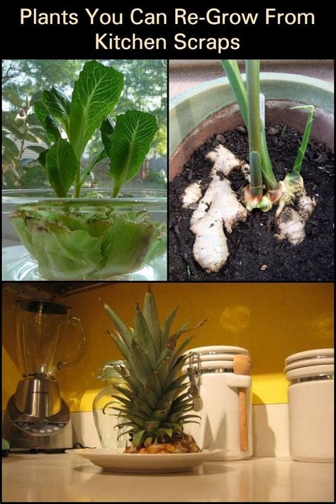 Plants You Can Re Grow From Kitchen Scraps The Garden Tiny Kitchen