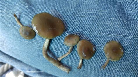 Ohio Id Hell I Mushroom Hunting And Identification Shroomery