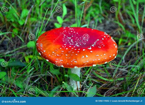 Red Mushrooms Amarita Stock Image Image Of Wild Summer 59611905