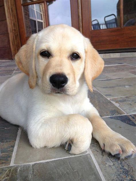 Yellow Lab Puppy Labrador Retrievers Retriever Dog Golden Retrievers