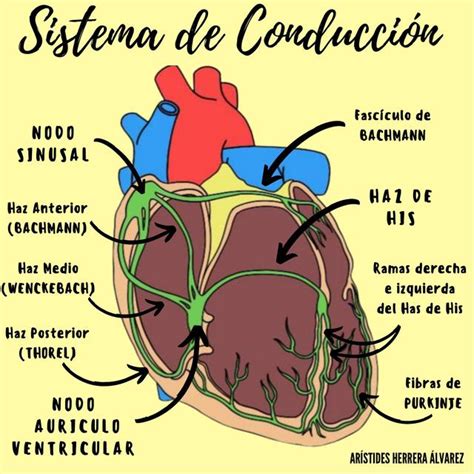 Sistema De Conducción Udocz