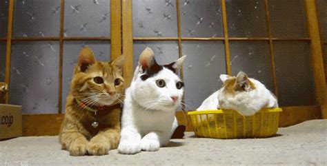 3 Cats S Wiffle