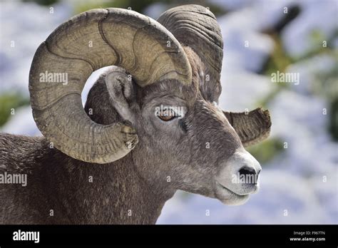 A Side View Portrait Image Of A Wild Mature Bighorn Ram Ovis