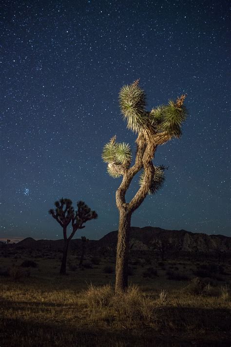 Joshua Tree 2017 — National Parks At Night