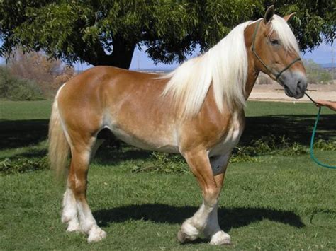 10 Of The Worlds Most Beautiful Draft Horse Breeds And Heavy Horses