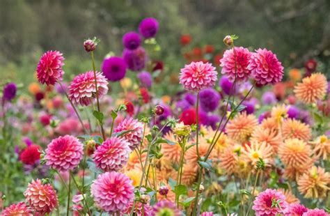 Dahlia Flower Uses Benefits And Interesting Facts Petal Republic