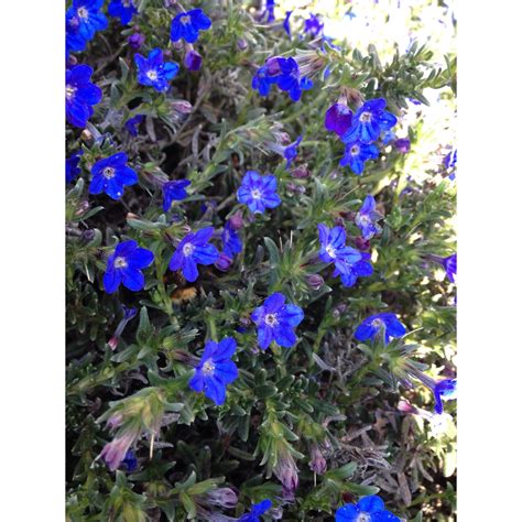 12l Lithodora Heavenly Blue Lithodora Diffusa Bunnings New Zealand