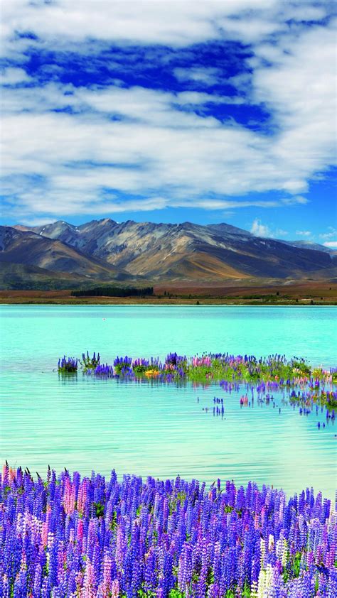 Lake Tekapo With Lupin Flowers Backiee