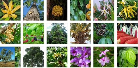 Flora Dan Fauna Indonesia Flora Khas Indonesia Barattengah Dan Timur