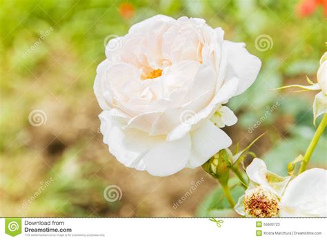 Beautiful White Rose Blooms Stock Image Image Of Vegetarian Rose