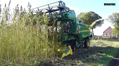 Harvesting Hemp Weed In Holland Europe Youtube