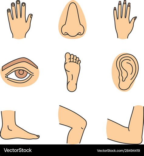 Human Body Parts Color Icons Set Royalty Free Vector Image