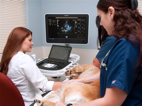 The grade of the heart murmur does not necessarily relate to the degree severity of the underlying heart problem. Ask the NorthStar VETS Vet: Heart Murmurs in Dogs and Cats ...