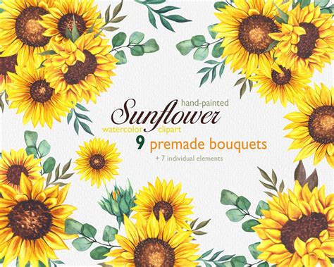 Watercolor Sunflowers Clipart Sunflowers Frames Png Etsy