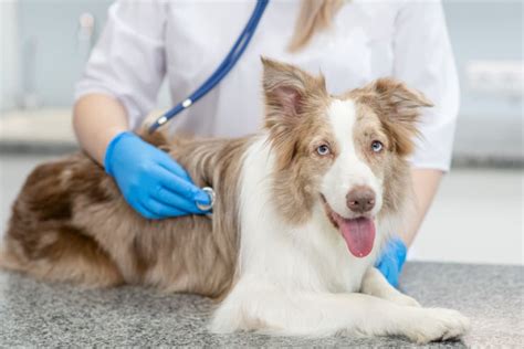 Sensitive Stomach In Dogs Symptoms Causes Diagnosis Treatment