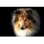 Rough Collie HD Wallpaper  Background Image 1920x1298