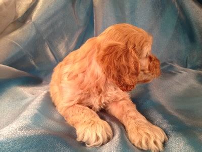 Apricot Cockapoo Puppy For Sale Easy Pick Up For Minnesota Iowa