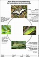 Vom Ei zum Schmetterling - Lebenszyklus der Schmetterlinge