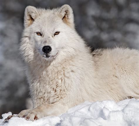 Arctic Wolf Photograph By Nina Stavlund