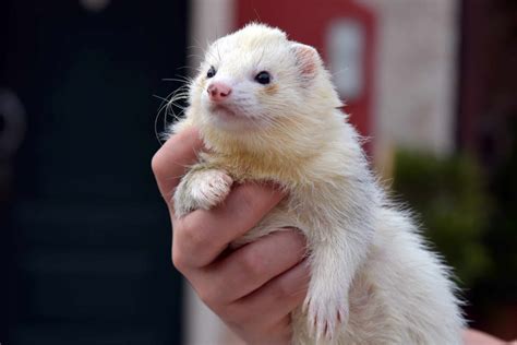 Can Pet Ferrets Live Outside? | Tips & Tricks for Pets