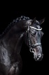 Professional Horse Photography | Je T'adore - Debbehoeve | Horses ...