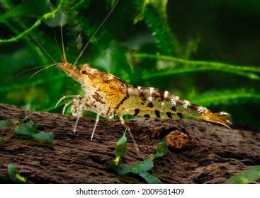 12 Tangerine Tiger Shrimp Images Stock Photos Vectors Shutterstock