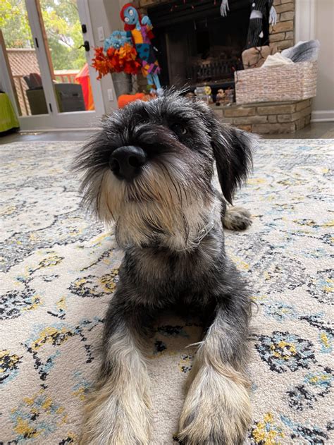Standard Schnauzer Puppies For Sale | Roswell, GA #341927