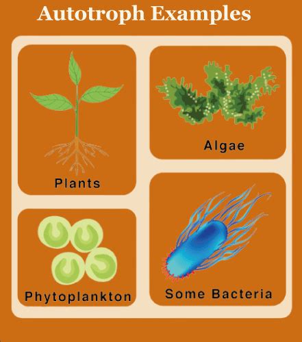 Difference Between Autotrophic And Heterotrophic Modes Of Nutrition