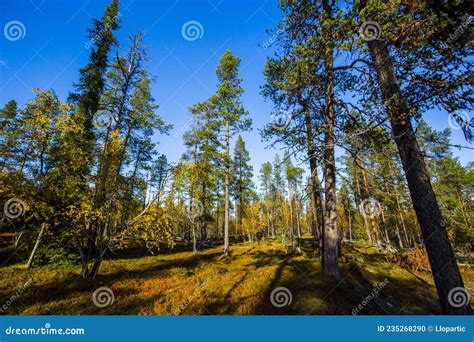 Autumn Landscape In Yllas Pallastunturi National Park Lapland Finland
