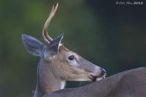 Country Captures Whitetail Update