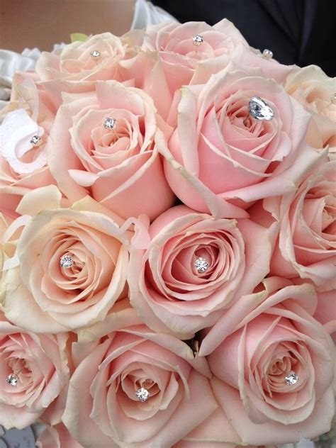 1000 Images About Sweet Avalanche Roses On Pinterest My