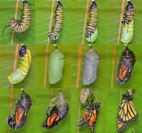 Monarch Butterflies Butterfly Hatching Butterfly Metamorphosis