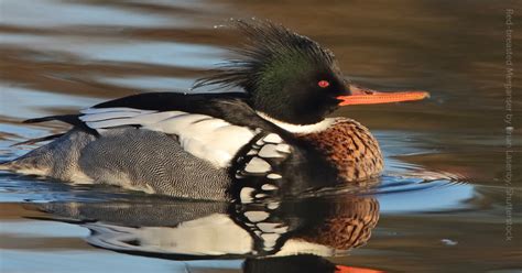 The Handsome Red Breasted Merganser Is A Welcome Sight Along Coastlines